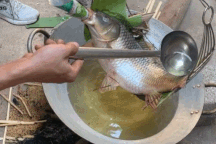 Món cá "nằm võng" tốn 5 lít dầu, chế biến 10 tiếng đồng hồ ở Thái Bình