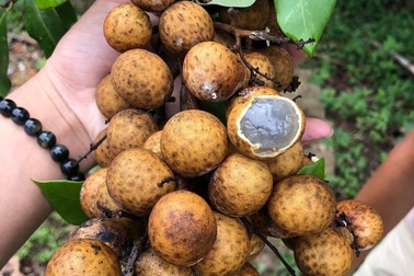 Loại quả xấu xí dần mất tích, dân sành ăn săn lùng khắp nơi