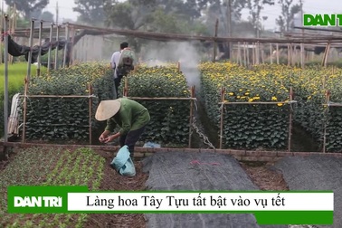 Thủ phủ hoa lớn nhất miền bắc "hối hả" chuẩn bị phục vụ Tết Canh tý