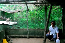 Nuôi chim trĩ kiếm hàng trăm triệu mỗi năm