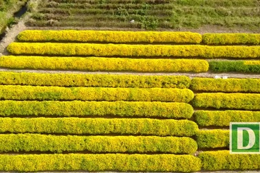 Cúc "tiến vua" vàng rực cánh đồng ở Hưng Yên