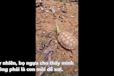 Bọ ngựa đối đầu với rùa - Khi tốc độ chạm trán sức mạnh