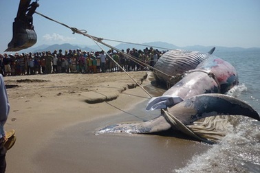 Phát hiện cá voi nặng gần 7 tấn bị chết ở Ninh Thuận 