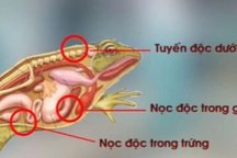 Liên tiếp ca ngộ độc thịt cóc: Chất độc "chi chít" ở da, nội tạng, trứng