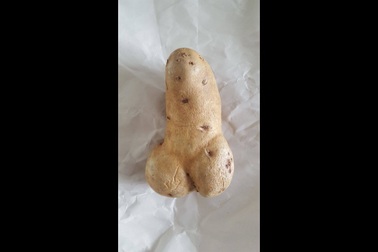 Củ khoai tây lớn có hình “của quý” được gửi tới bảo tàng trưng bày