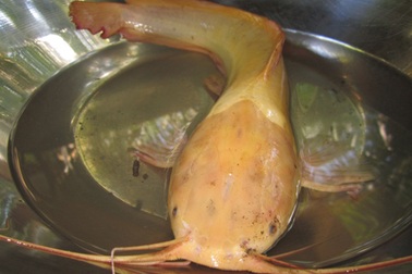 Bắt được cá trê có màu vàng lạ