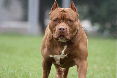 Con chó pitbull cắn chủ nhà tử vong đã bị tiêu hủy