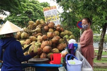 Công nhân bỏ việc đi bán dừa dạo kiếm cả triệu đồng/ngày