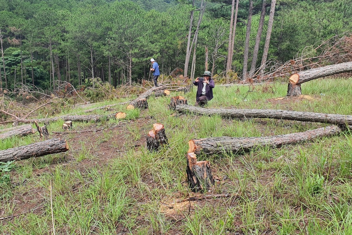 Khoảnh rừng 400 cây thông ở Đà Lạt bị đốn hạ - 2 Khoảnh rừng 400 cây thông ở Đà Lạt bị đốn hạ - 2