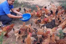 9X cầm bằng đại học sư phạm về quê trồng rừng, nuôi gà