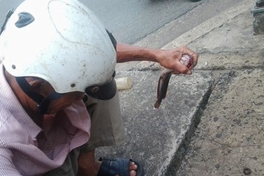 Độc đáo nghề câu cá trê ngay giữa đường phố