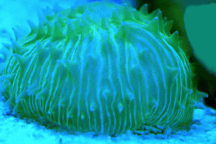 Kỳ lạ loài san hô biết đi