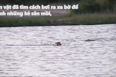 Nhảy xuống sông để tránh những kẻ săn mồi, linh dương gặp "tử thần" thực sự