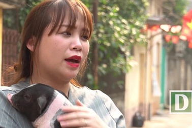 Kỳ lạ trào lưu nuôi lợn cảnh mini: Dắt lợn đi dạo, xịt nước hoa hàng ngày