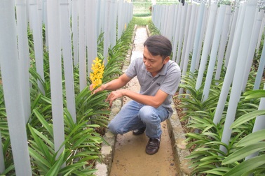 Trồng lan Mokara cắt cành, thu lãi 30 triệu đồng mỗi tháng