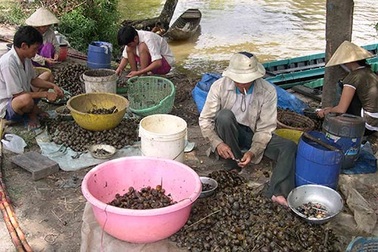 Đổ xô mua ốc bươu vàng bán cho thương lái Trung Quốc