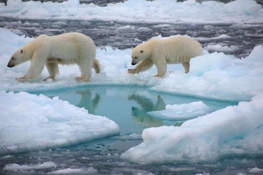 Bắc Cực sẽ hoàn toàn không có băng vào mùa hè trước năm 2050