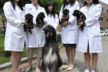Sản phẩm công nghệ cao của Hàn Quốc: Những con chó nhân bản