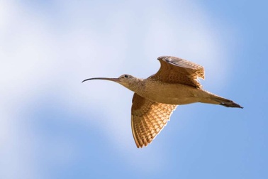 Những con chim đang thay đổi thời gian di cư do biến đổi khí hậu