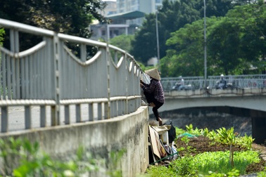 Vườn rau xanh mượt bỗng xuất hiện bên con đường đi bộ dài nhất Thủ đô