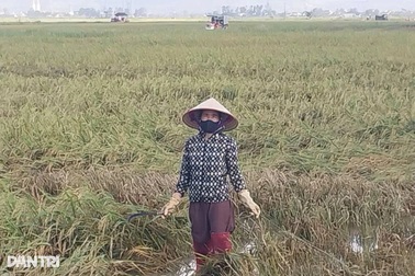 Nông dân mất trắng vụ lúa vì bão số 5