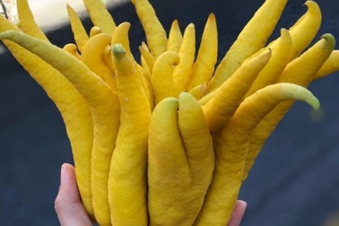 5 công dụng tuyệt vời của quả phật thủ trong mâm ngũ quả ngày Tết