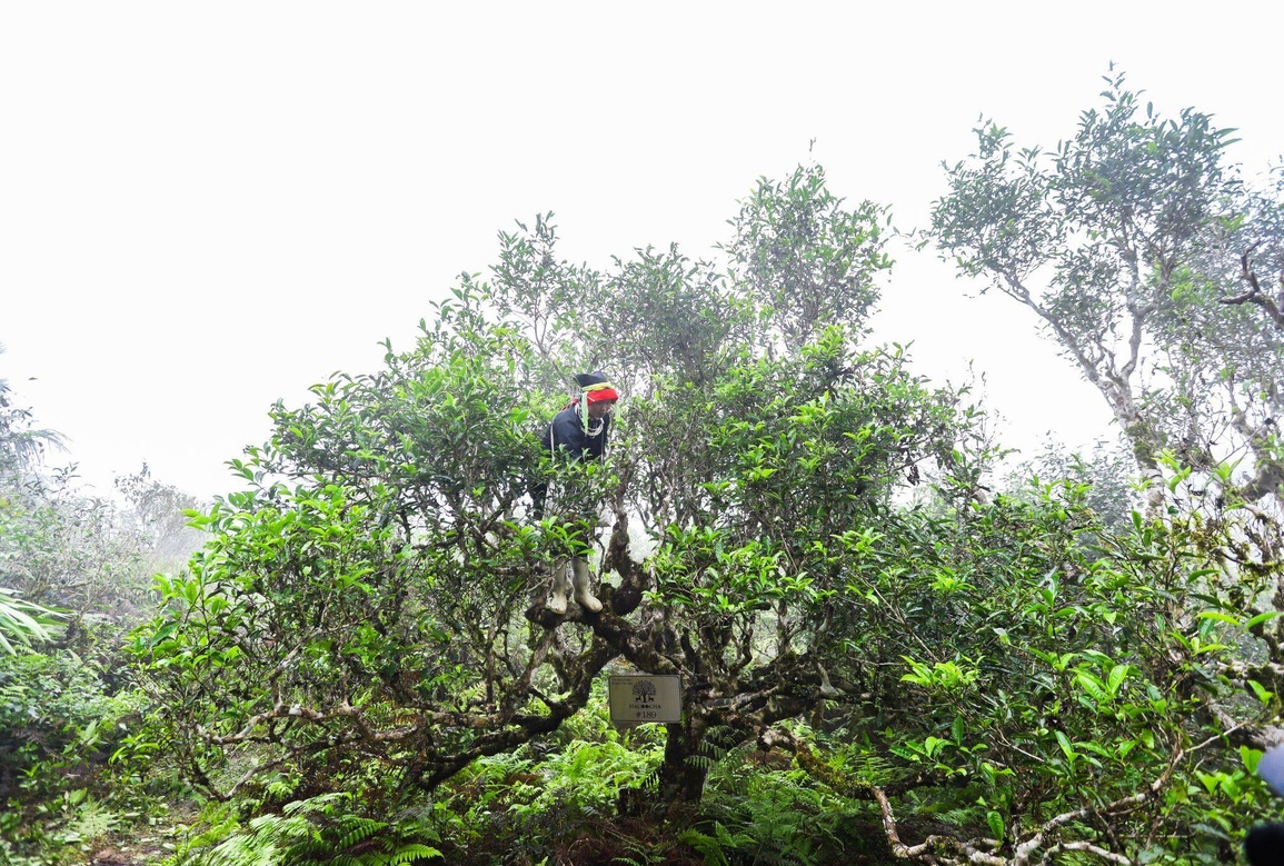 Tết này, chọn trà làm quà thay lời chúc bình an! - 1 Tết này, chọn trà làm quà thay lời chúc bình an! - 1