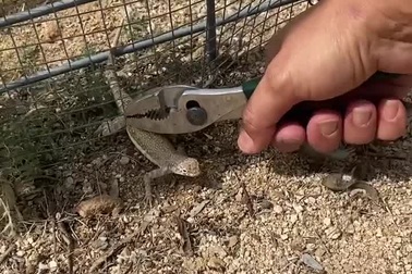 Màn giải cứu chú tắc kè ngốc nghếch