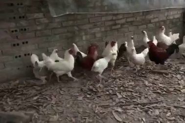 Gà 9 cựa đột biến gen trắng muốt “hiếm có bậc nhất” giá 5 triệu/con