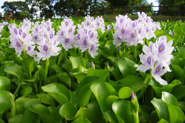 3 loại rau mọc dại ở Việt Nam được thế giới xem là "siêu thực phẩm"