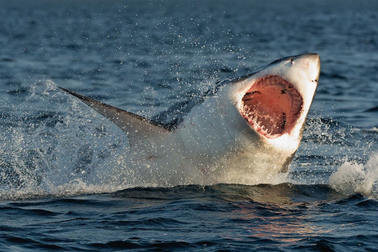 Cá mập tấn công du khách ở Biển Đỏ, 2 người thiệt mạng