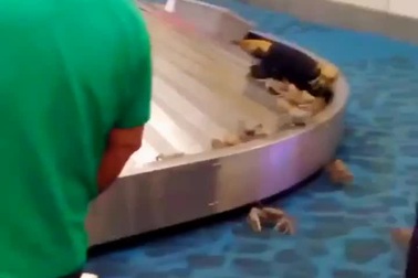 Sự cố bất ngờ tại sân bay vì hành lý ký gửi có cua sống