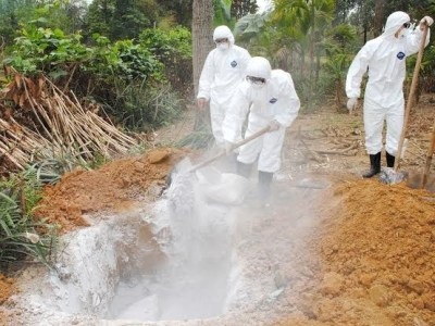 Thêm 2 tỉnh Hà Giang, Quảng Nam phát hiện dịch cúm gia cầm A/H5N1