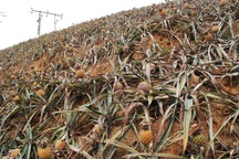 Hàng trăm tấn dứa bị thối do ô nhiễm khói nhà máy