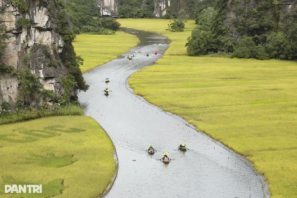 Khách Tây mê làm nông dân ở Việt Nam: Sáng cấy lúa, chiều chăn trâu - 3 Khách Tây mê làm nông dân ở Việt Nam: Sáng cấy lúa, chiều chăn trâu - 3