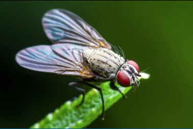 Nguồn gốc đôi cánh của côn trùng từ đâu?