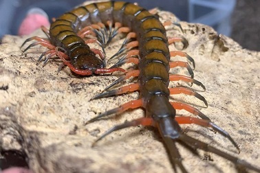 Nuôi loài vật "tử thần" làm thú cưng, bán hơn chục triệu đồng một con