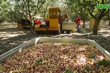 Choáng với máy thu hoạch hạt dẻ cười siêu nhanh, vài phút xong một cây