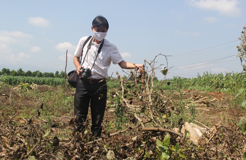 Phú Yên: “Vàng đen” lao dốc, người trồng lao đao - 2