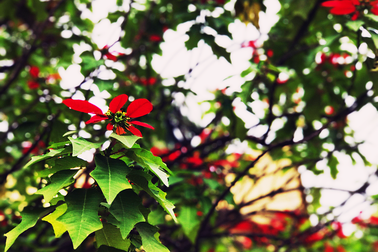 "Quê hương là chùm khế ngọt..."