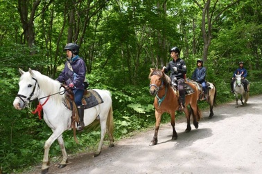 Bé trai mất tích sau khi bị cha mẹ phạt bỏ lại trong rừng