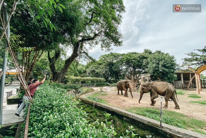 Người Sài Gòn góp cả chục tấn rau củ cùng hàng tỷ đồng, cứu đói bầy thú ở Thảo Cầm Viên trong mùa dịch Covid-19 - Ảnh 9.