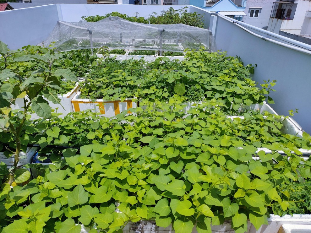 Khu vườn rau trái sum suê trên sân thượng, nhà phố tại TPHCM - 3 Khu vườn rau trái sum suê trên sân thượng, nhà phố tại TPHCM - 3