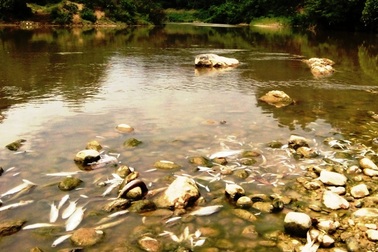 Cá lại chết hàng loạt trên sông Âm