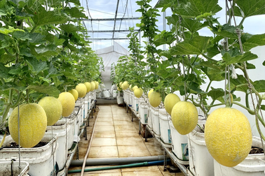 Vườn dưa lưới sai lúc lỉu, thu hoạch cả tạ dưa mỗi năm của ông bố ở TPHCM