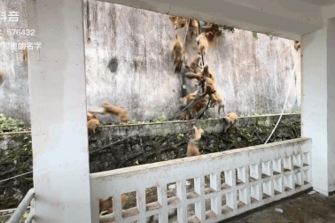 Hàng trăm con khỉ lao nhanh từ trên núi xuống khiến nhiều người hoảng hốt