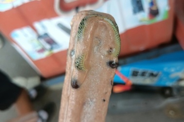 Khách tá hỏa vì nguyên con rắn bị đông cứng trong que kem