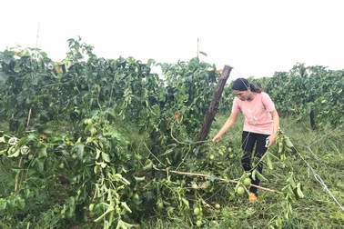 Vườn chanh dây 1,5ha bị phá hại tan tành trong đêm