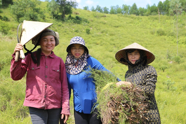 Cây mọc hoang trên đồi thành hàng hóa được giá, dân kiếm bộn tiền