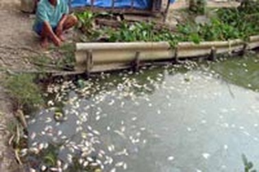 Gần chục tấn cá chết hàng loạt vì nhiễm hóa chất? 